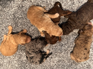 Chocolate Mini Golden Doodle Litter